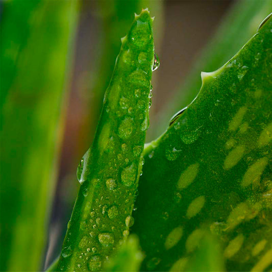 LES BIENFAITS DE L’ALOE VERA POUR LES CHEVEUX