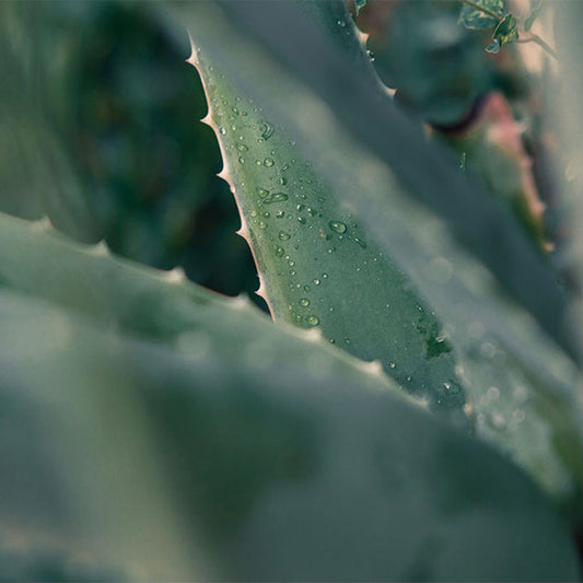 Nos 3 masques capillaires DIY à l'Aloe Vera !