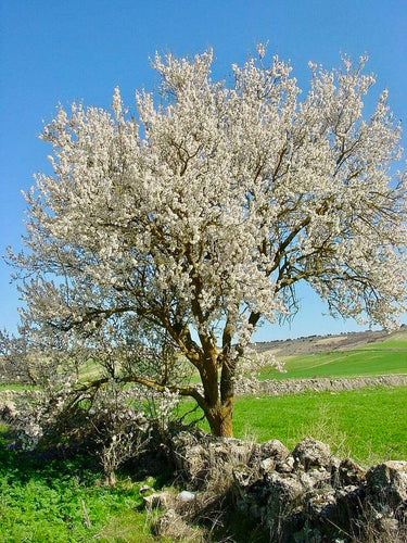 Un amandier en pleine floraison, symbole de naturalité et d’authenticité, mettant en valeur l’origine de l’huile d’amande douce pour les cheveux utilisée dans les soins Shaeri.