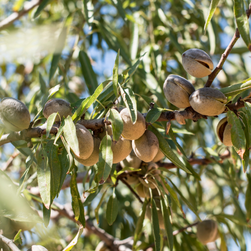 L'huile d'amande douce : un trésor naturel au cœur de nos soins Shaeri