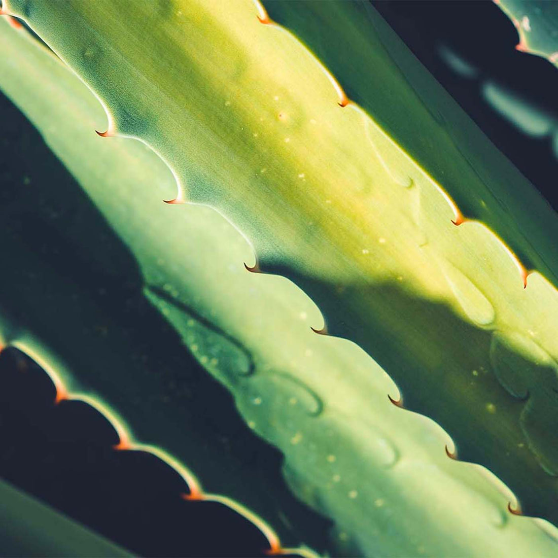 Les bienfaits de l’aloe vera pour les cheveux!
